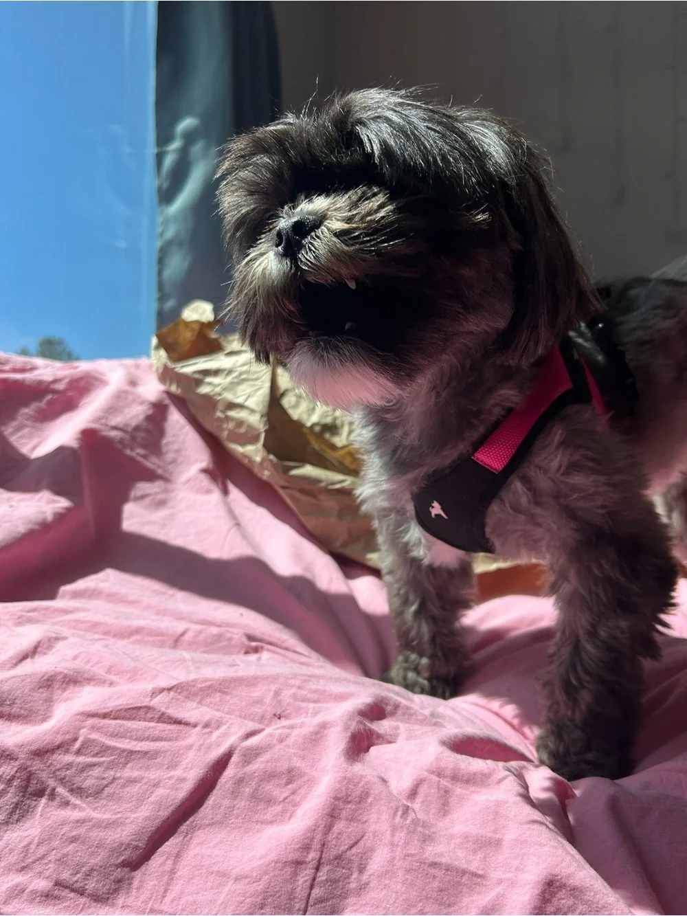 Hot Pink Dog Harness